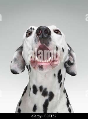 Portrait d'un chien dalmatien Banque D'Images