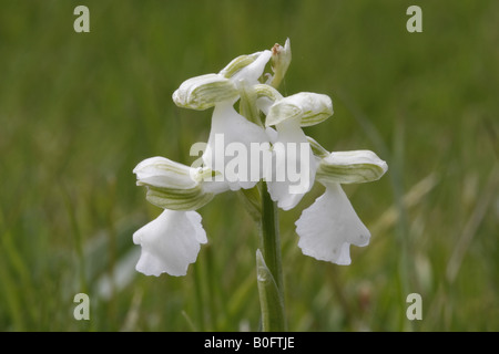 Blanc Vert-winged Orchid. anacamptis morio var. alba Banque D'Images