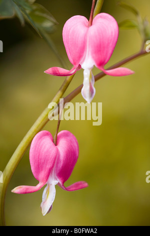 Dicentra spectabilis, 'Âmes sensibles' Banque D'Images