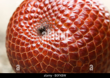 Fruit de palmier Moriche Banque D'Images