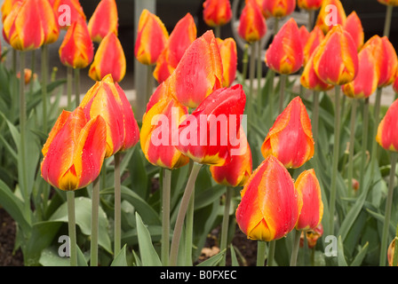 Tulipes jaunes et rouges voyantes ciel point après une douche de pluie. Banque D'Images