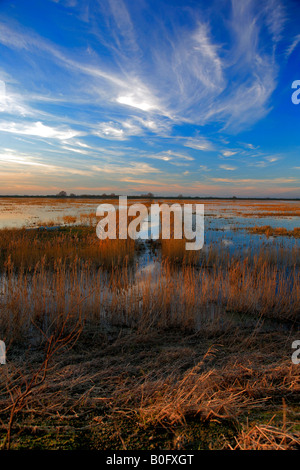 Coucher du soleil d'hiver des roselières WWT Welney lave Oiseau national Réserver Cambridgeshire Angleterre Grande-bretagne UK Banque D'Images