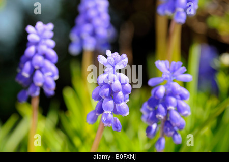 Hyacinthes de raisin floral, Muscari spec., Suisse Banque D'Images