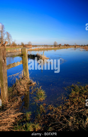 Les inondations d'hiver des roselières WWT Welney lave Oiseau national Réserver Cambridgeshire Angleterre Grande-bretagne UK Banque D'Images