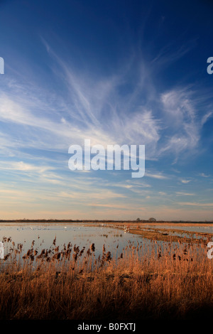 Coucher du soleil d'hiver des roselières WWT Welney lave Oiseau national Réserver Cambridgeshire Angleterre Grande-bretagne UK Banque D'Images