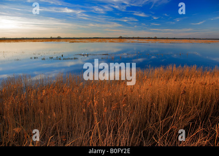 Coucher du soleil d'hiver des roselières WWT Welney lave Oiseau national Réserver Cambridgeshire Angleterre Grande-bretagne UK Banque D'Images