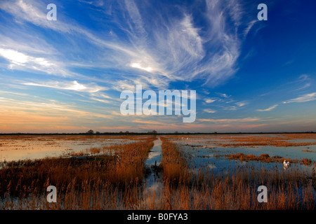 Coucher du soleil d'hiver des roselières WWT Welney lave Oiseau national Réserver Cambridgeshire Angleterre Grande-bretagne UK Banque D'Images