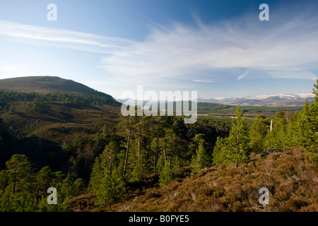 Pin natif, Invereshie et Inshriach National Nature Reserve Banque D'Images