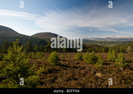 Pin natif, Invereshie et Inshriach National Nature Reserve Banque D'Images