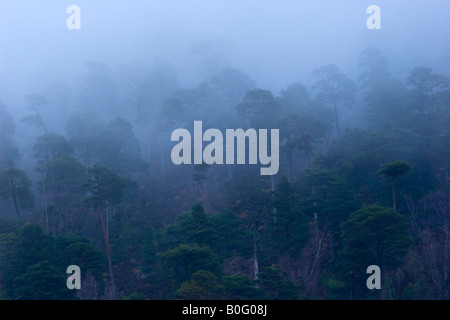 Le pin d'arbres dans la brume, Invereshie et Inshriach National Nature Reserve Banque D'Images