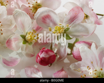 Apple Blossom contre un fond blanc pour découper Banque D'Images