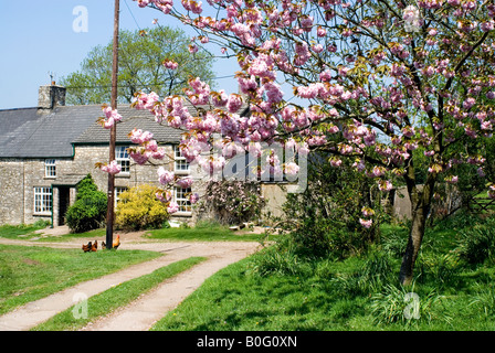 Cherry Blossom et poulets gallois ferme st donats vallée de Glamorgan au Pays de Galles du sud Banque D'Images