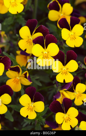 VIOLA WITTROCKIANA SÉRIES JEWEL PANSY Banque D'Images