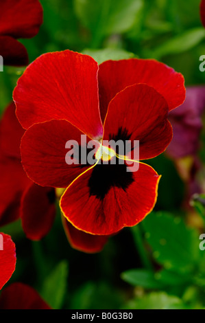 PANSY SÉRIE BIJOUX ORANGE Banque D'Images