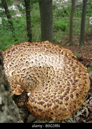 Un grand polyporus squamosus dryades (Selle) croissant sur le côté d'un tronc d'arbre mort. Comestible et également connu sous le nom de faisans en arrière. Banque D'Images