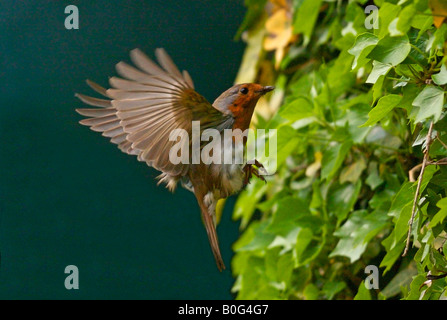 Robin erithacus rubecula aux abords en vol Banque D'Images