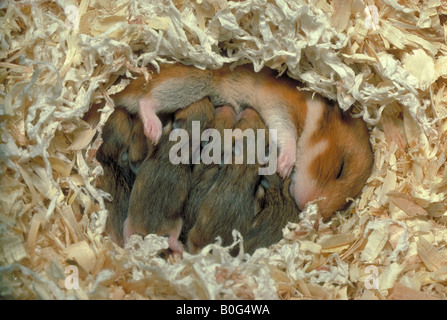 Hamster doré (Mesocricetus auratus). Mère qui allaitent au nid. Banque D'Images