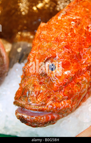 Poisson Scorpion à vendre Scorpaena sp La Boqueria Barcelone Catalogne Espagne Banque D'Images