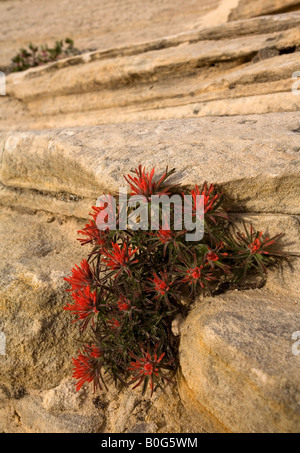 Desert Paintbrush (Castilleja angustifolia), Zion National Park, Utah Banque D'Images