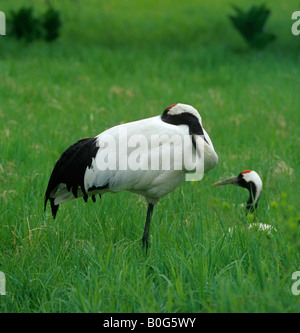 Rouge Paire de grues couronnées Grus japonensis) sur un autre nid sieste en saison de reproduction Banque D'Images