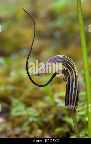 Arisaema elephas un cobra lily est une vivace d'ombre avec un très long spadice de plus en forêt au lac Shuda Yunnan Chine Banque D'Images