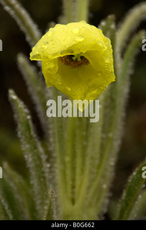 Gouttes de pluie sur abat-jour poppy Meconopsis integrifolia Yunnan Chine Banque D'Images