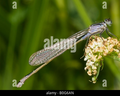 Demoiselle d'Ischnura elegans bleu queue Vander Linden forme féminine violacea Banque D'Images