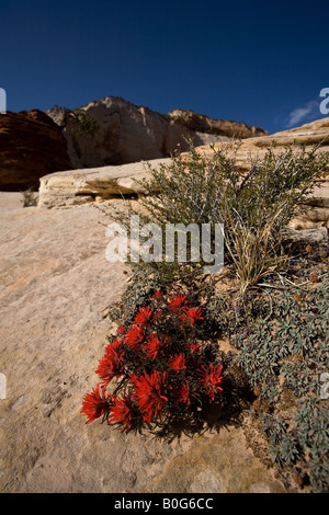 Desert Paintbrush (Castilleja angustifolia), Zion National Park, Utah Banque D'Images