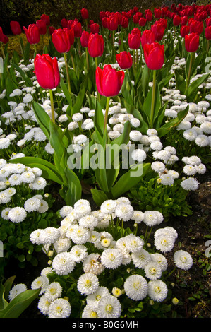 Les tulipes fleurissent au printemps, les Jardins Butchart, l'île de Vancouver, Colombie-Britannique, Canada Banque D'Images