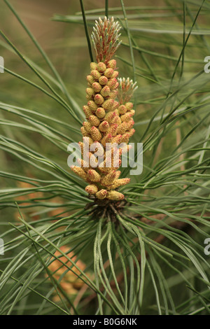 Fleur des pins sylvestres (Pinus sylvestris) Banque D'Images