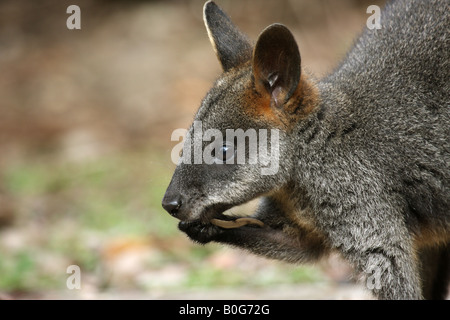 Marais (noir ou black-tailed wallaby Wallabia bicolor), l'enfant unique, de manger une feuille Banque D'Images