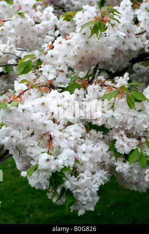 PRUNUS SHOGETSU AGM Banque D'Images