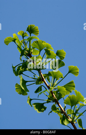 Arbre aux 40 écus Ginkgo biloba Banque D'Images