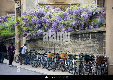 Glycine. Sydney Sussex College de Cambridge. Banque D'Images