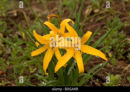 Hemerocallis fulva Yunnan Chine Banque D'Images