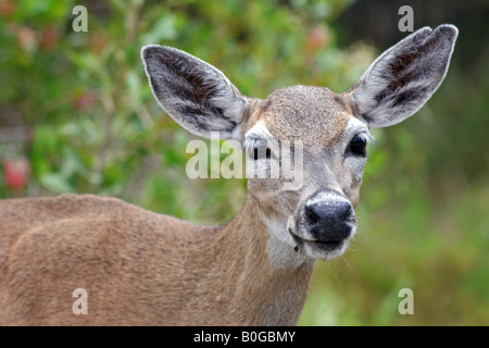 Key deer closeup Banque D'Images