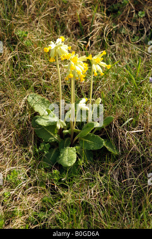 Primula Veris coucou bleu avec des fleurs jaunes plantes en fleurs Île de Wight Campagne England UK Banque D'Images