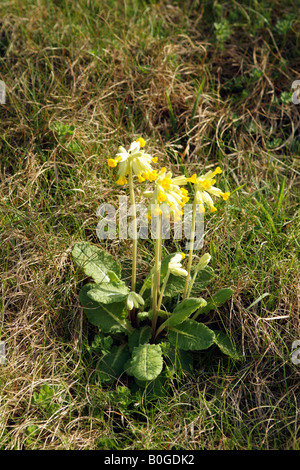 Primula Veris coucou bleu avec des fleurs jaunes plantes en fleurs Île de Wight Campagne England UK Banque D'Images