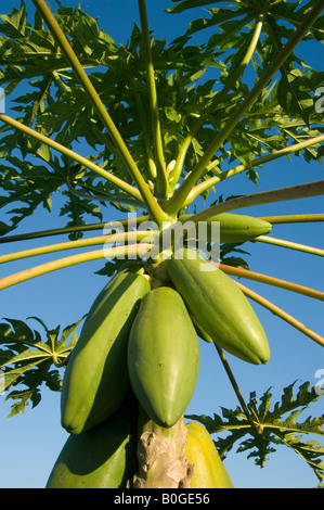 Papaya Tree, femme avec des fruits au Costa Rica Banque D'Images