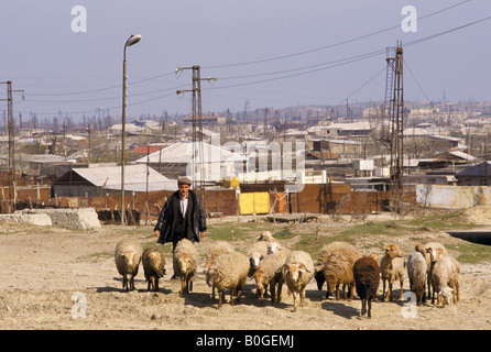 Un homme prenant ses brebis vers le bas une route de terre, à vendre pour Eid ul-Fitr célébrations, Baku, Azerbaïdjan. Banque D'Images