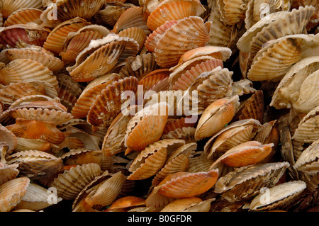 De coquilles sur des cordes pour l'ensemencement avec le naissain d'huîtres avec le gel en janvier la péninsule Jiaodong Shandong Chine Banque D'Images