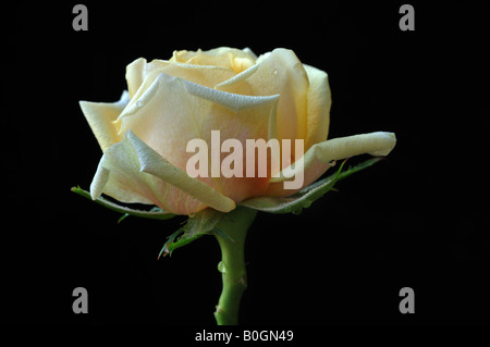 Close up of a yellow rose unique Banque D'Images