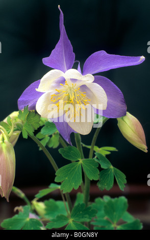Série l'Ancolie Aquilegia Spring Magic plante de jardin fleur bleu aquilegias Banque D'Images