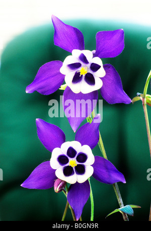 Aquilegia 'Spring Magic' Series Columbine' bleu et blanc fleur plante jardin Banque D'Images