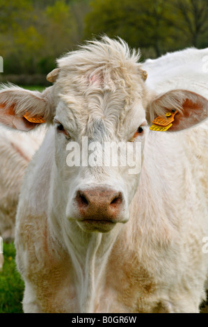 Portrait d'un veau Charolais marqués dans chaque oreille. Banque D'Images