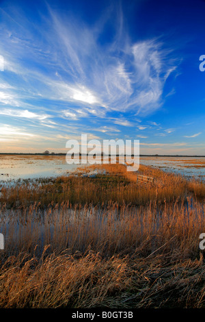 Coucher du soleil d'hiver des roselières WWT Welney lave Oiseau national Réserver Cambridgeshire Angleterre Grande-bretagne UK Banque D'Images