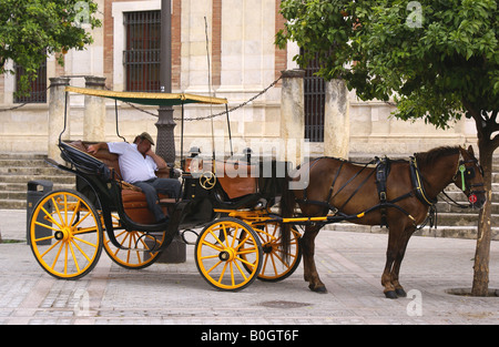 Cheval et panier dur ayant une sieste Banque D'Images