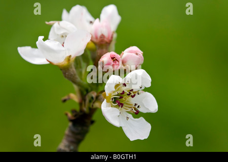 Pyrus 'Dr Jules Guyot' - Fleur de poire Banque D'Images