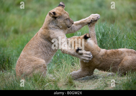 Deux jeunes lions se battre joyeusement - Panthera leo Banque D'Images