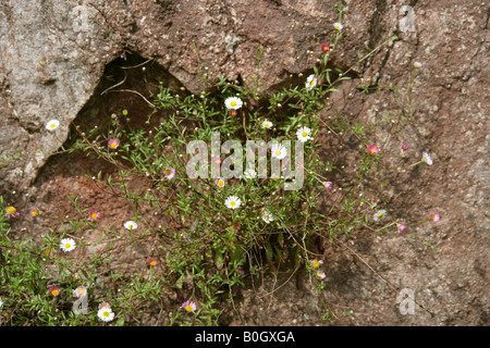 Daisy Fleabane Vergerette mexicain aka ou Santa Barbara Daisy, de la famille des Astéracées. Depuis le Mexique, mais largement naturalisée en UK Banque D'Images